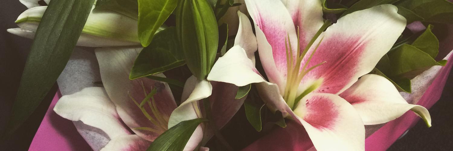 StephanieCook__'s profile banner image