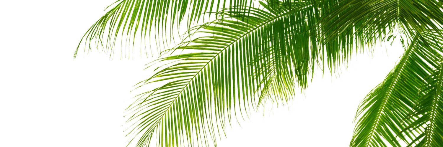 wildkub's profile banner image