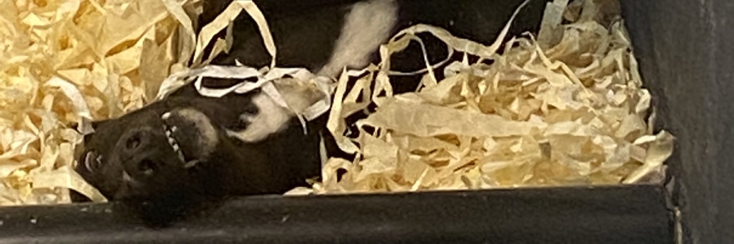 DodgyATCC's profile banner image