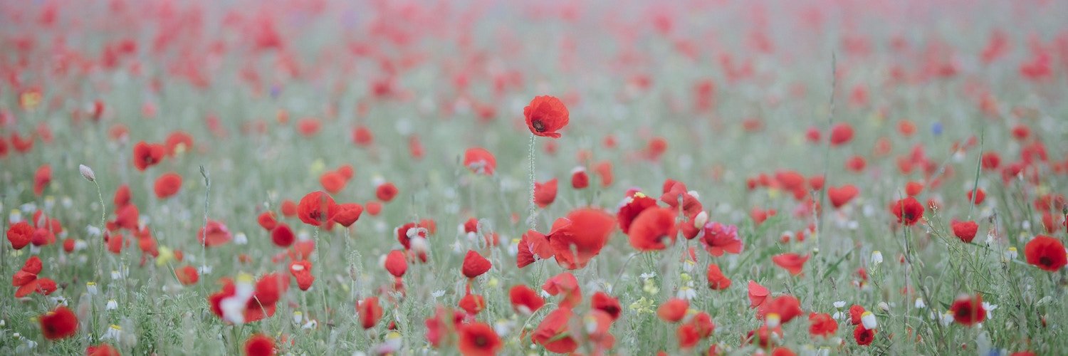 Hugo Stéphan banner