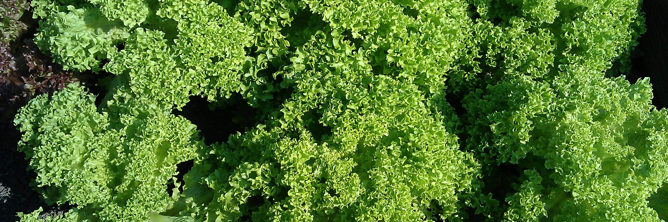 roppsalat's profile banner image