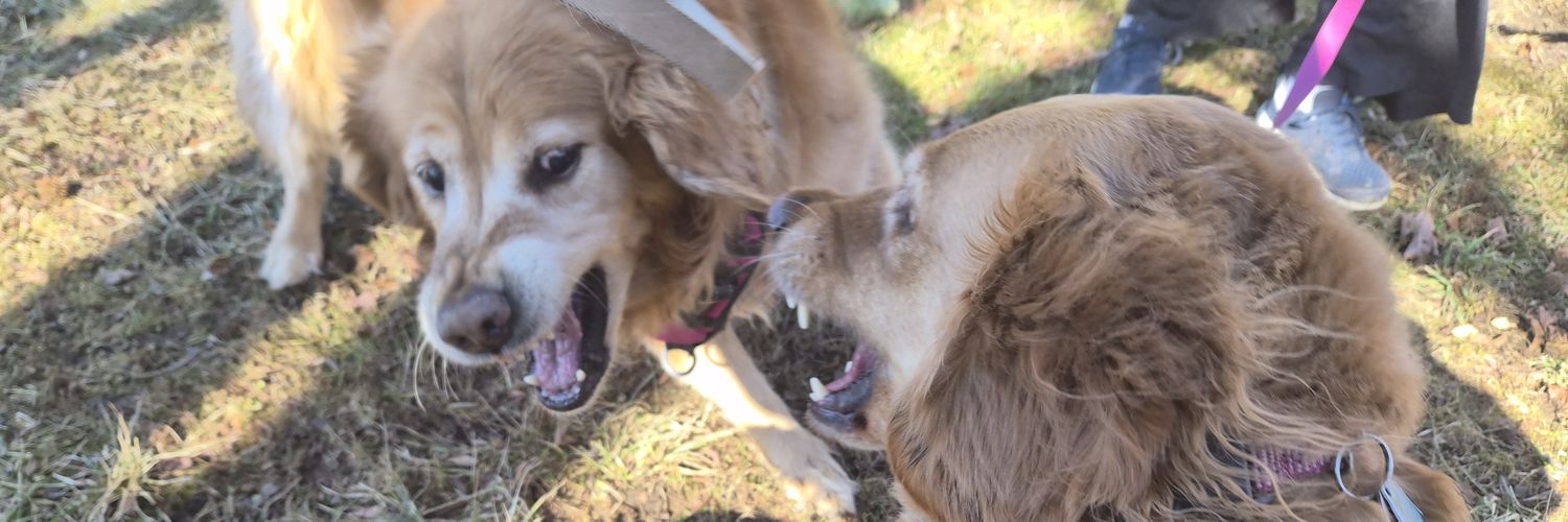 Justin Roberti banner