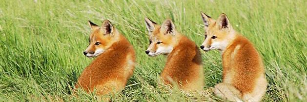 新手少女𓀿 banner