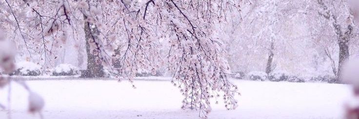 springrainisms's profile banner image