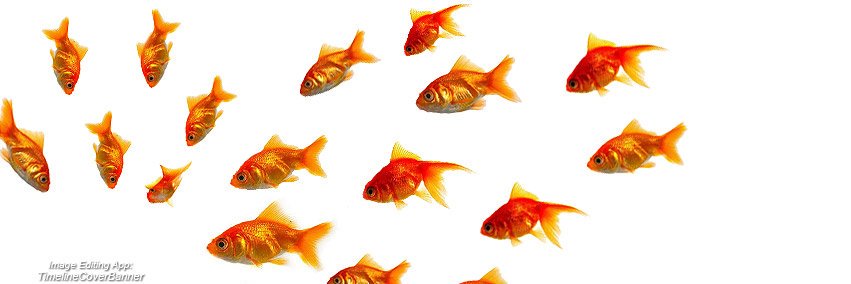 •伊玛• Yi Ma #WFH banner