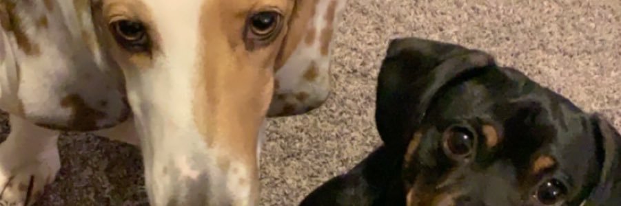 HAHLEtotheyeah's profile banner image