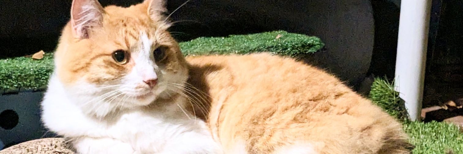 Dr Elisabeth Kramer banner