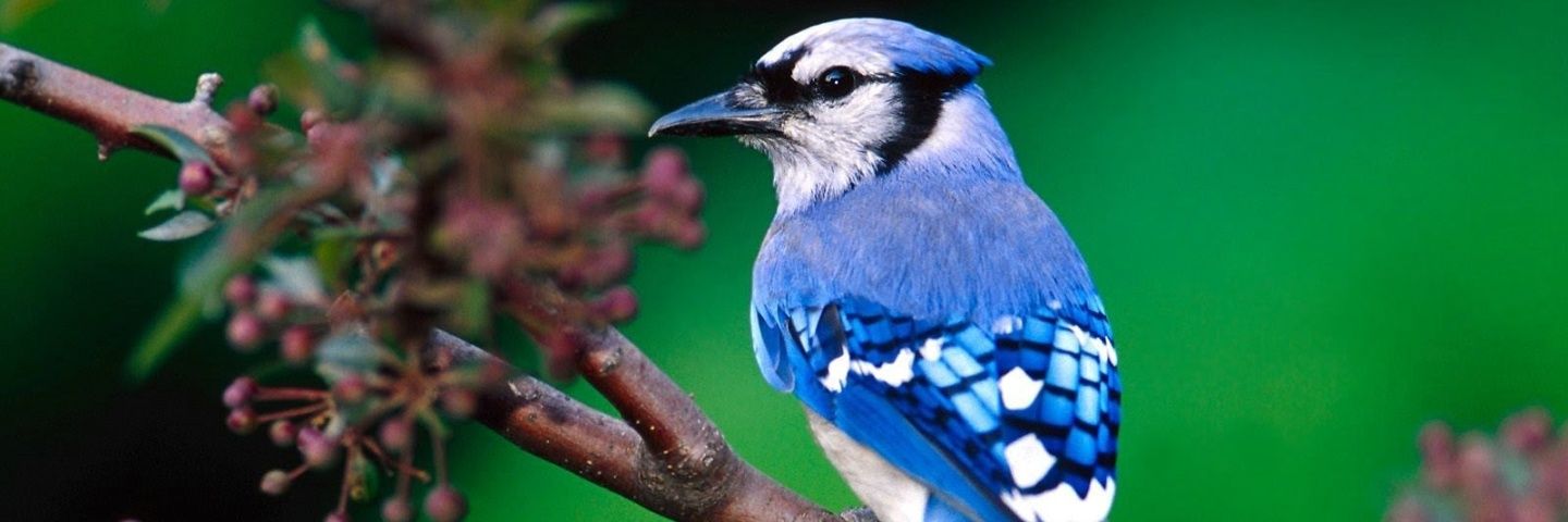 bluejaybird72's profile banner image