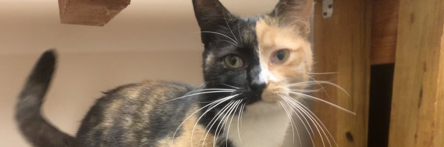 Hellbender BrewingCo banner