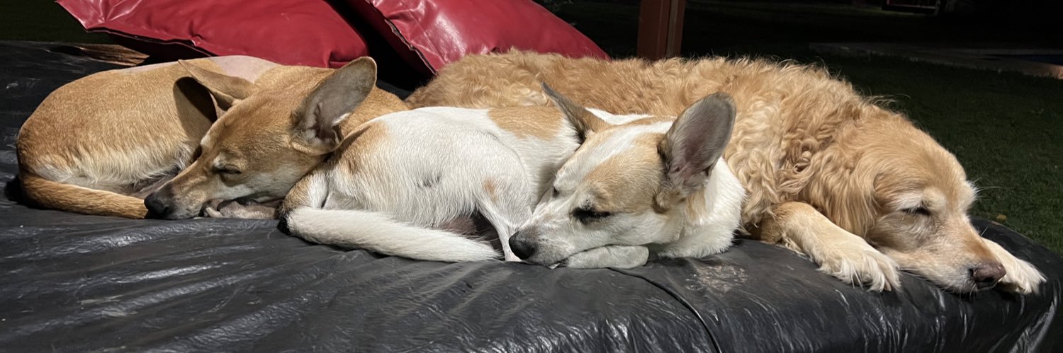 La Norita 💛 🐾🐾 banner