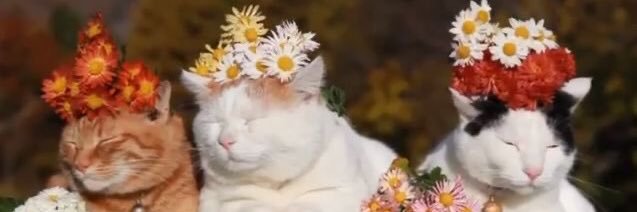 samanthaurbann's profile banner image
