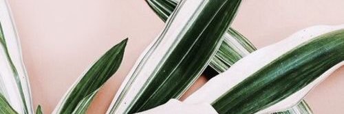 SusannahAkins's profile banner image