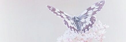 12Butterfly3's profile banner image