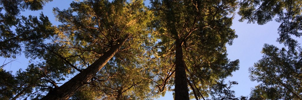 weelisbeth's profile banner image