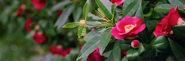 AI__TSUBAKI Profile Banner