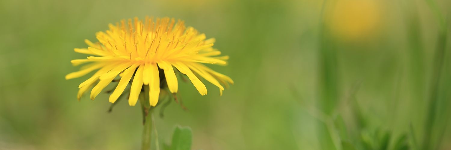 dae_py's profile banner image