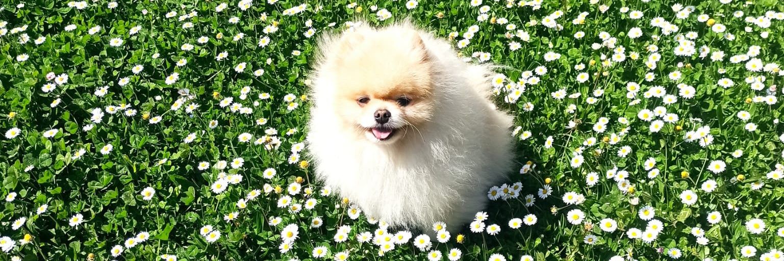 miniCitronelle's profile banner image