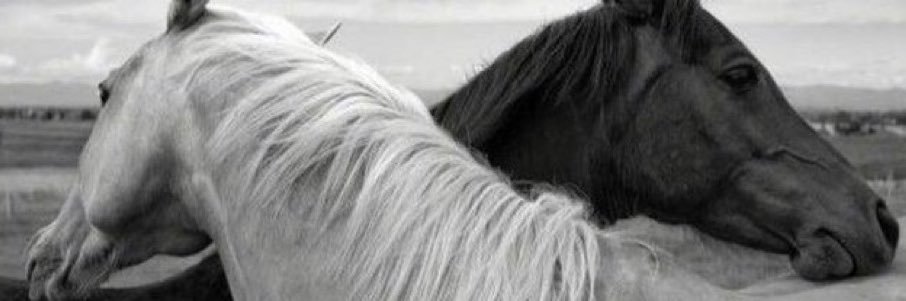 9_Mohaa's profile banner image
