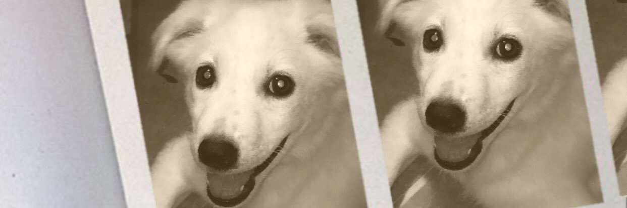 danielanikoleee's profile banner image