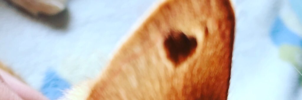 Reeeena371's profile banner image