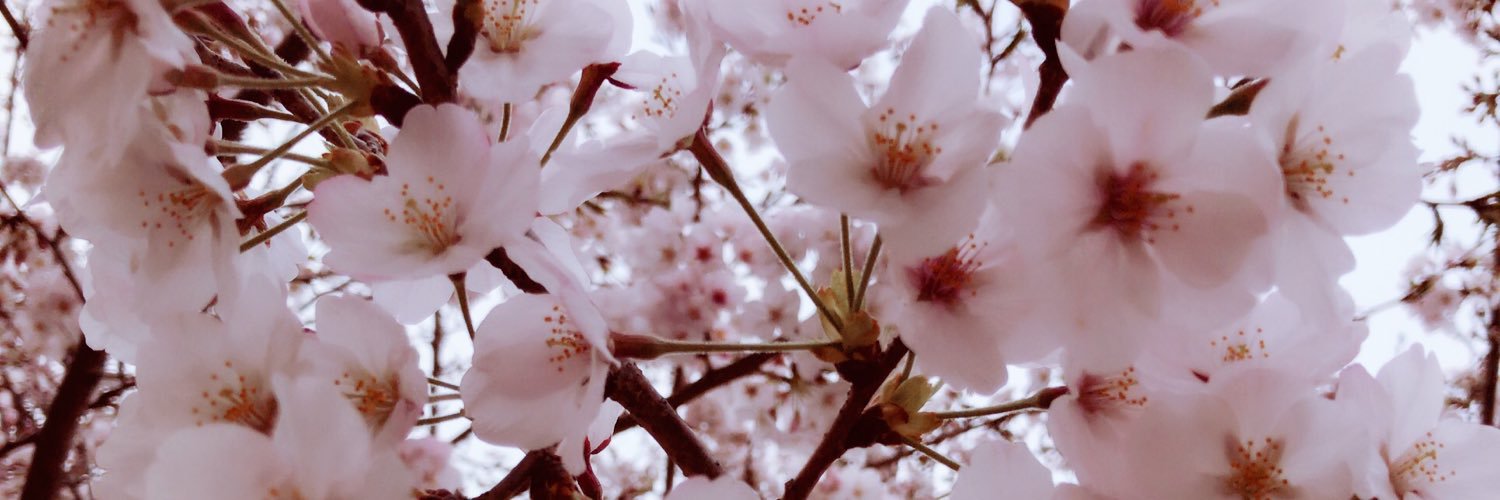 lapinn18's profile banner image