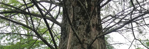 GrilloCM Profile Banner