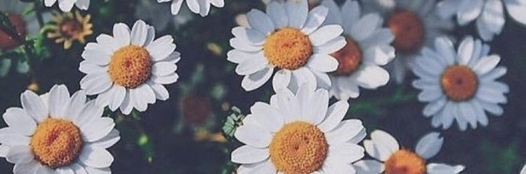 danielarsinning's profile banner image