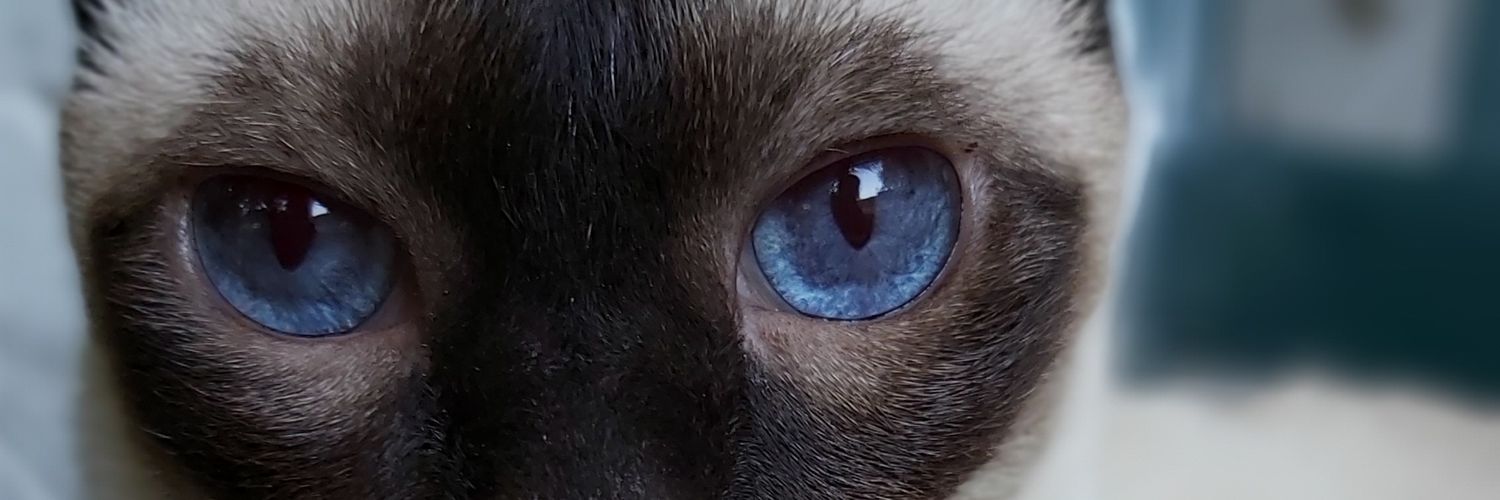 romisabanes's profile banner image