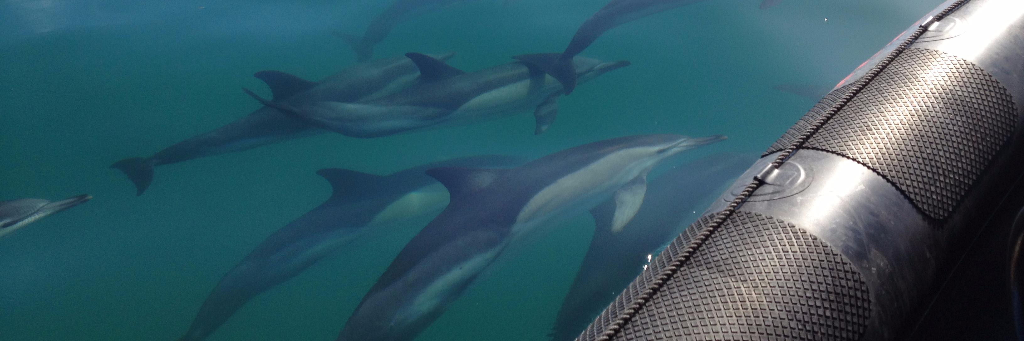 Endeavour Rib banner