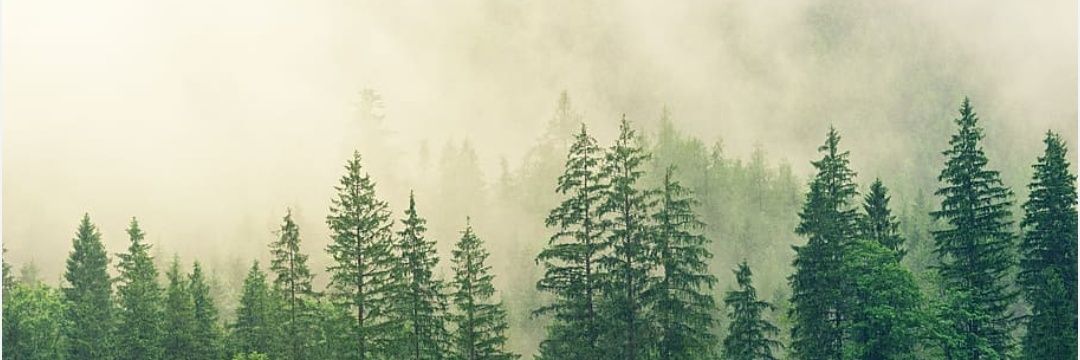 AmandaCopeland_'s profile banner image