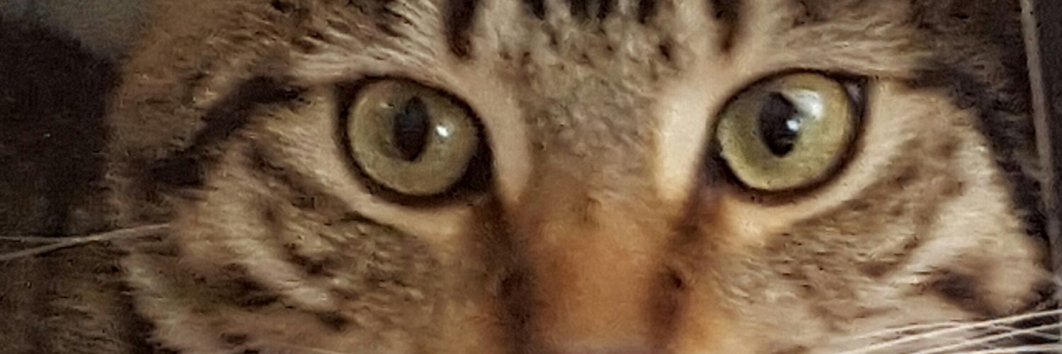 PhiBetaCat1's profile banner image