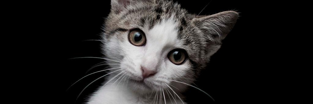 TorontoCatCafe's profile banner image