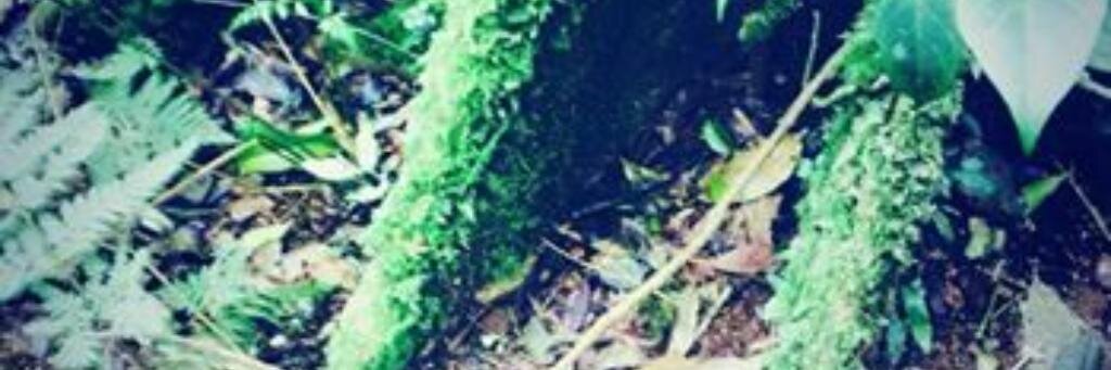 sunshineleeprom's profile banner image