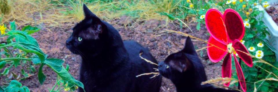 CatNoirCC's profile banner image