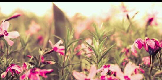 LuzMedrano17's profile banner image