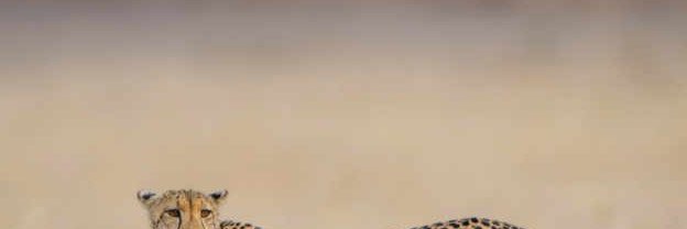 mcheylan's profile banner image