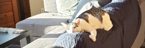 OregonCatPerson banner