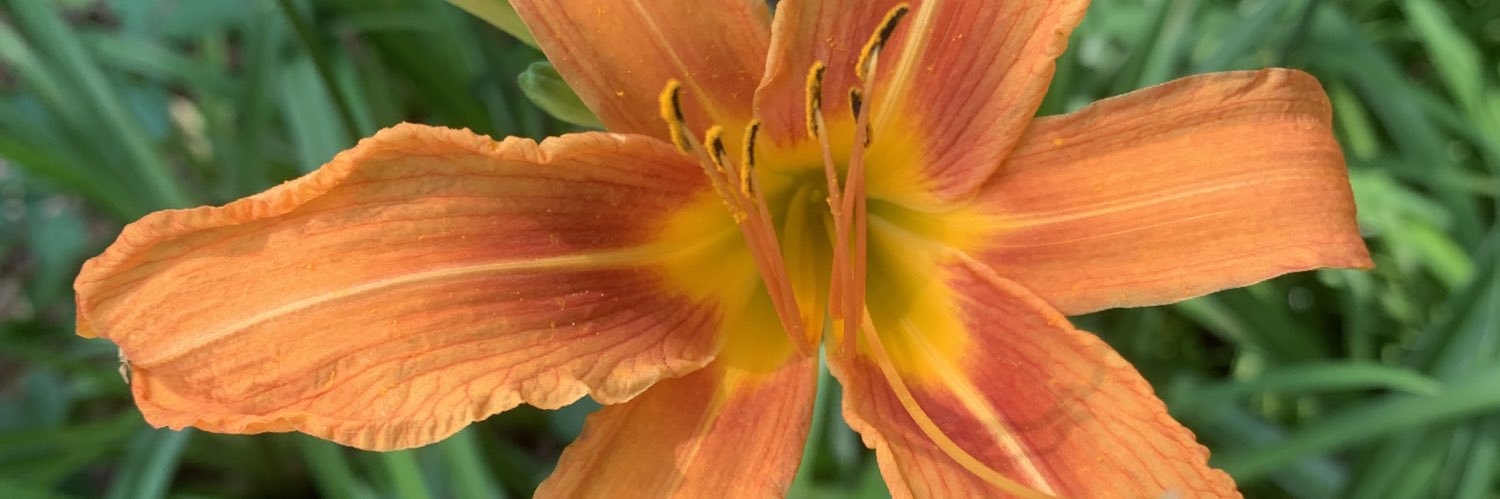 jamies_sunshine's profile banner image