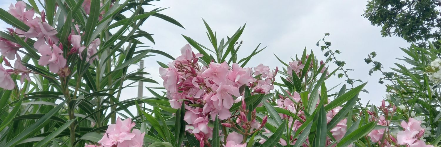 Eloby6's profile banner image