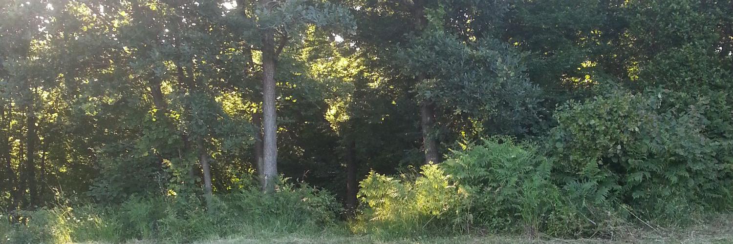 faefa248e3df488's profile banner image