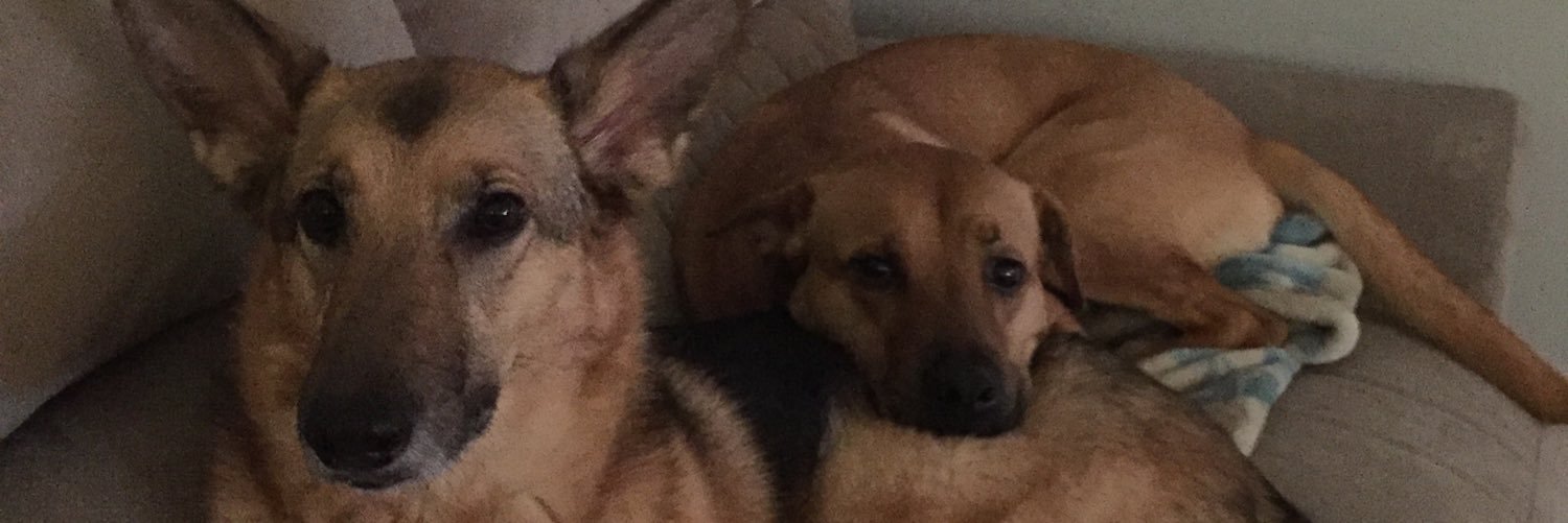 dpbozo11's profile banner image