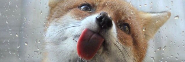 YuukiPookie's profile banner image