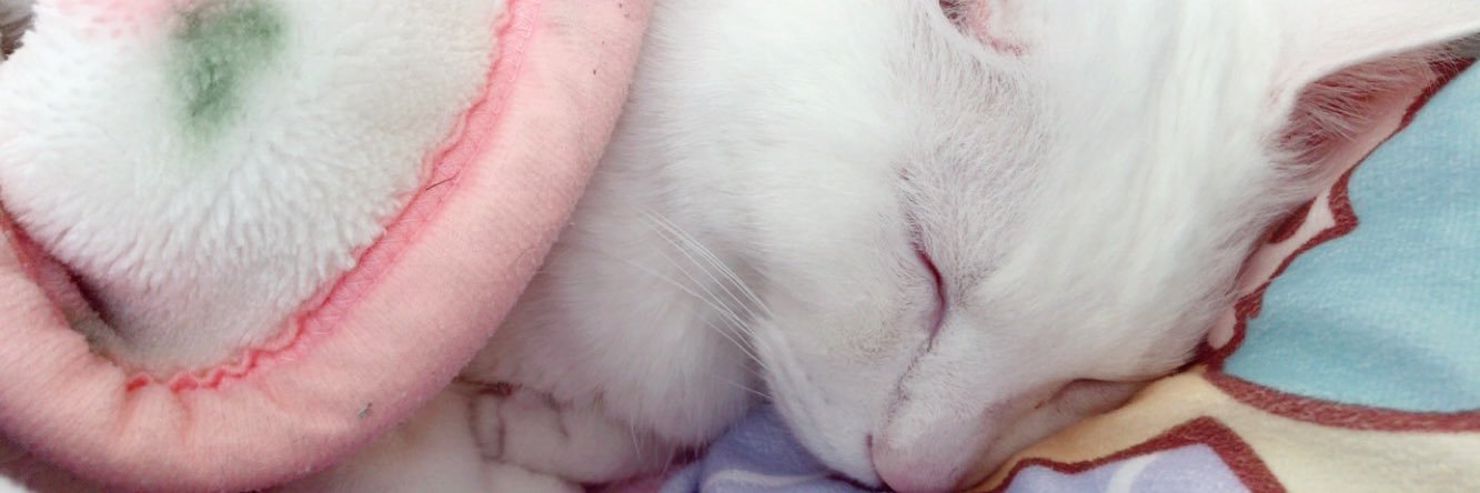ちょっちぃかわいいbot🐹ིྀ banner