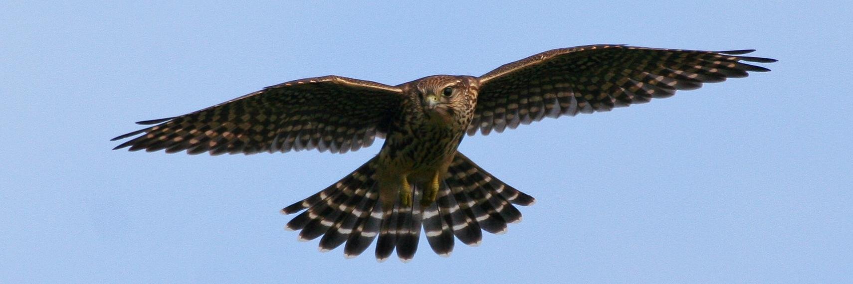 Hawk_Ridge's profile banner image