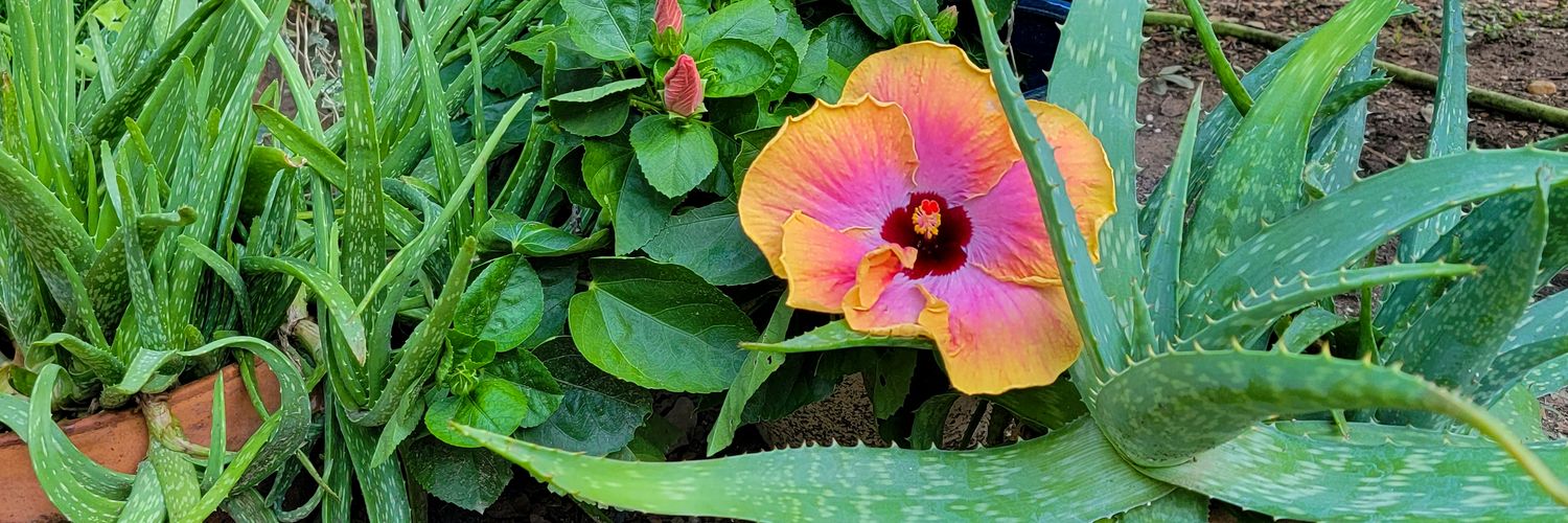 𝐑𝐚𝐭𝐡𝐞𝐫 𝐄𝐚𝐫𝐧𝐞𝐬𝐭 banner