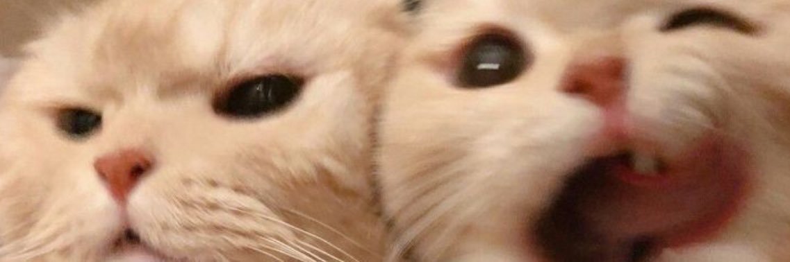 lanydiz's profile banner image