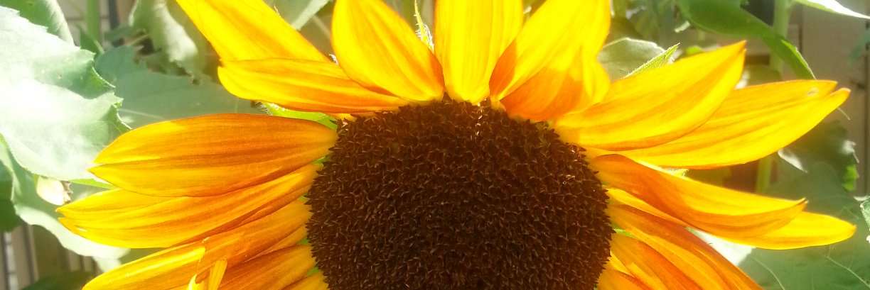 southersmath's profile banner image