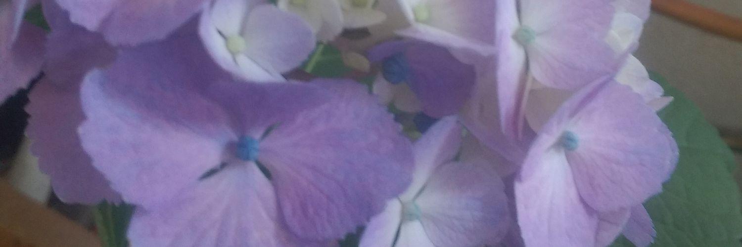 sisui0814's profile banner image