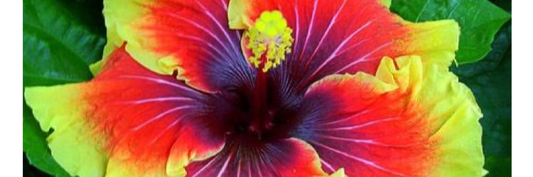 polancoelba's profile banner image