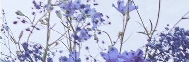Stay_Eternally_'s profile banner image